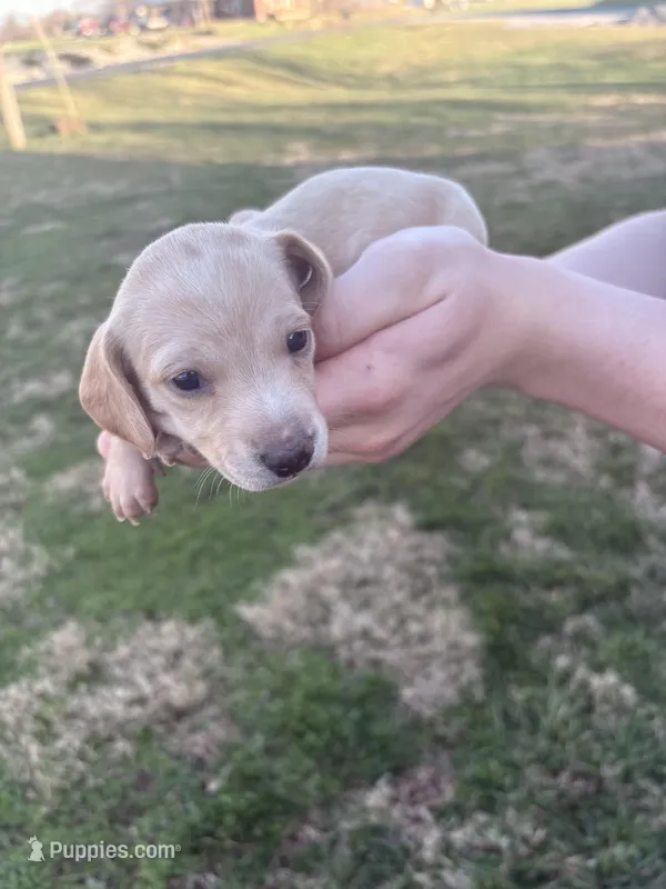 N/A – Miniature Dachshund puppy for sale in Hodgenville, KY