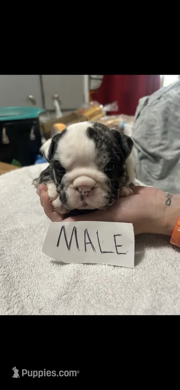 Toad – English Bulldog puppy for sale in Salina, KS
