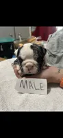 Toad, a male English Bulldog for sale in Salina, KS – 1 of 1