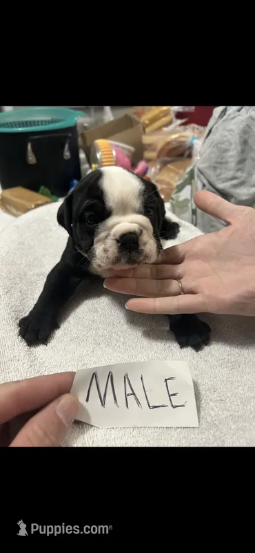 Tank – English Bulldog puppy for sale in Salina, KS
