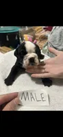 Tank, a male English Bulldog for sale in Salina, KS – 1 of 1