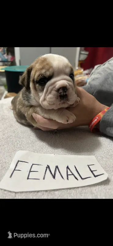 Camo – English Bulldog puppy for sale in Salina, KS