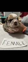 Camo, a female English Bulldog for sale in Salina, KS – 1 of 1