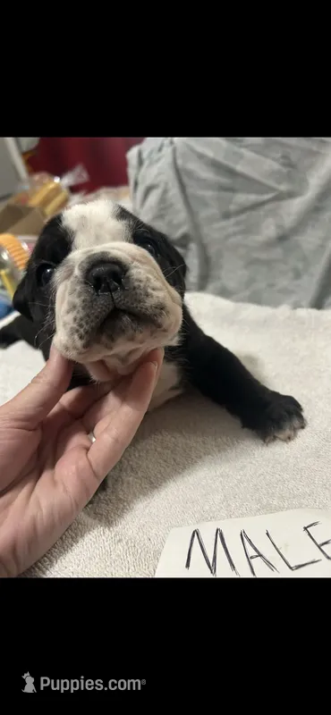 Tiny – English Bulldog puppy for sale in Salina, KS