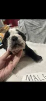 Tiny, a male English Bulldog for sale in Salina, KS – 1 of 1