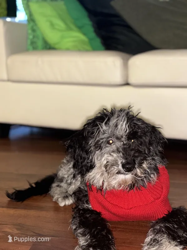 Onyx  – Goldendoodle puppy for sale in Rockville, MD