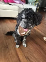 Onyx , a male Goldendoodle for sale in Rockville, MD – Photo 3 of 3