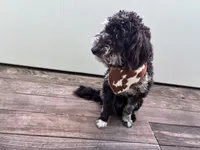 Onyx , a male Goldendoodle for sale in Rockville, MD – Photo 2 of 3