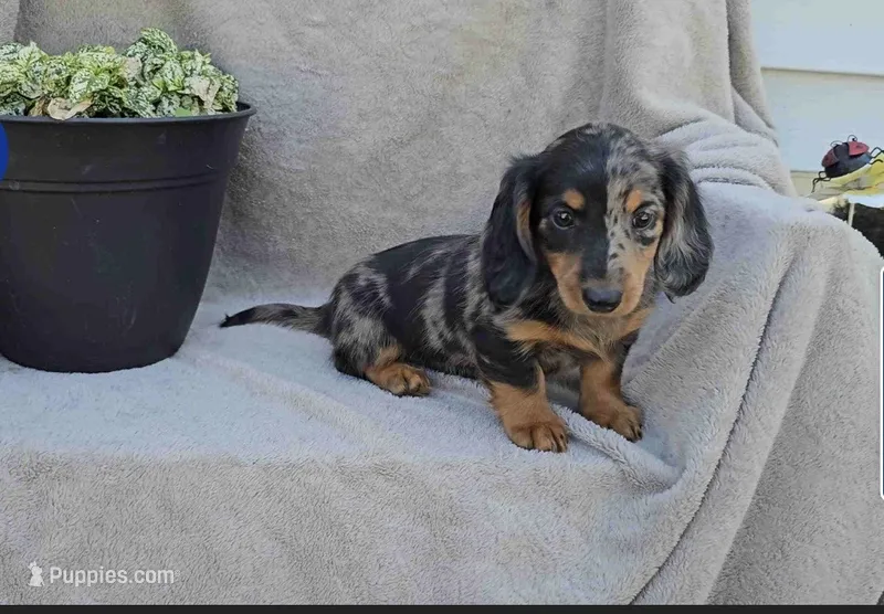 Jana – Miniature Dachshund puppy for sale in Nappanee, IN