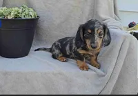 Jana, a female Miniature Dachshund for sale in Nappanee, IN – 1 of 3