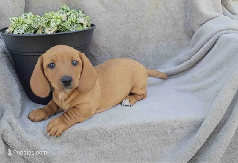Jasper – Miniature Dachshund puppy for sale in Nappanee, IN