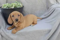 Jasper, a male Miniature Dachshund for sale in Nappanee, IN – 1 of 2