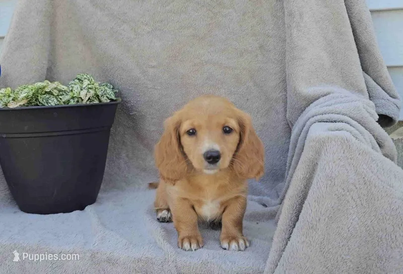 Twinkle – Miniature Dachshund puppy for sale in Nappanee, IN
