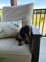Jana, a female Miniature Dachshund for sale in Nappanee, IN – 2 of 3