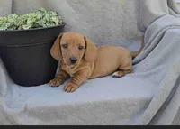 Jasper, a male Miniature Dachshund for sale in Nappanee, IN – 2 of 2