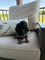 Sparkle, a female Miniature Dachshund for sale in Nappanee, IN – 2 of 2