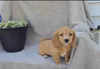 Twinkle, a female Miniature Dachshund for sale in Nappanee, IN – 2 of 2
