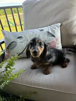 Jana, a female Miniature Dachshund for sale in Nappanee, IN – 3 of 3