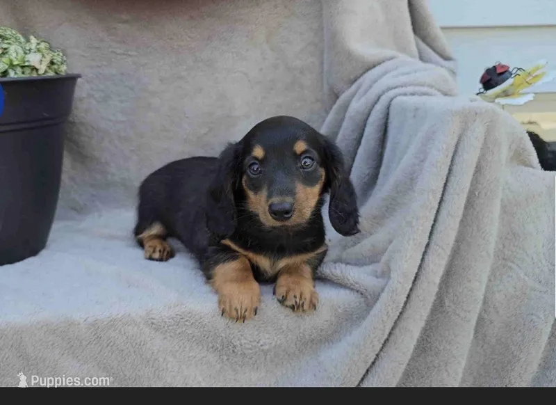 Sparkle – Miniature Dachshund puppy for sale in Nappanee, IN