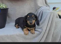Sparkle, a female Miniature Dachshund for sale in Nappanee, IN – 1 of 2