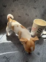 Female, a female Chihuahua for sale in Mancelona, MI – 2 of 5