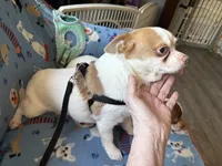 Buster, a male Chihuahua for sale in Mancelona, MI – Photo 5 of 5