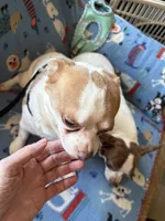 Buster, a male Chihuahua for sale in Mancelona, MI – Photo 4 of 5