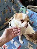 Buster, a male Chihuahua for sale in Mancelona, MI – Photo 2 of 5