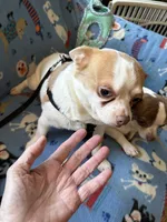 Buster, a male Chihuahua for sale in Mancelona, MI – Photo 3 of 5