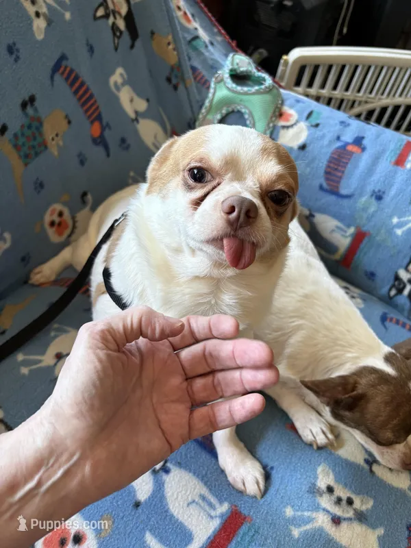 Buster – Chihuahua puppy for sale in Mancelona, MI