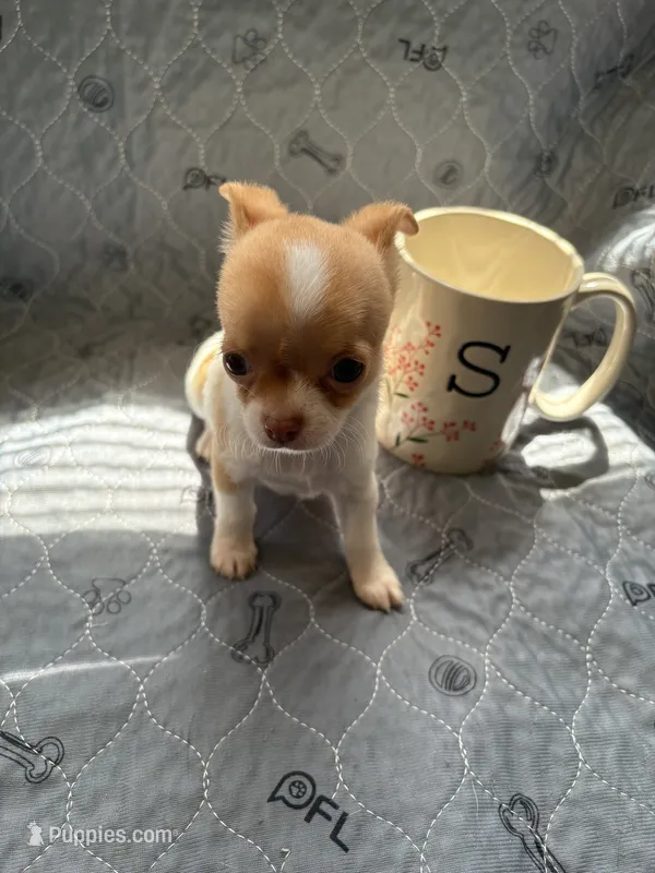 Female – Chihuahua puppy for sale in Mancelona, MI