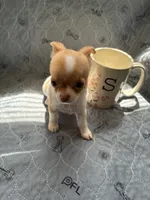 Female, a female Chihuahua for sale in Mancelona, MI – 1 of 5
