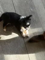 Puppy 2, a female Chihuahua for sale in Mancelona, MI – 4 of 6