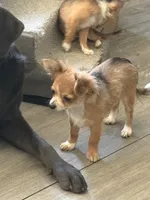 Puppy 1, a female Chihuahua for sale in Mancelona, MI – 3 of 3
