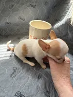 Male, a male Chihuahua for sale in Mancelona, MI – 2 of 4