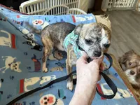 Socks, a male Chihuahua for sale in Mancelona, MI – Photo 2 of 4