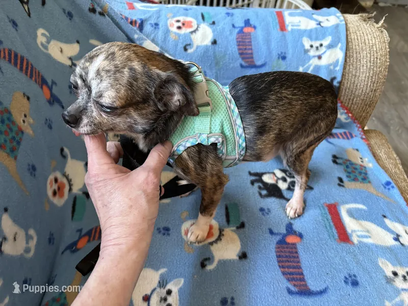 Socks – Chihuahua puppy for sale in Mancelona, MI