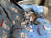 Socks, a male Chihuahua for sale in Mancelona, MI – Photo 4 of 4