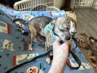 Socks, a male Chihuahua for sale in Mancelona, MI – Photo 3 of 4