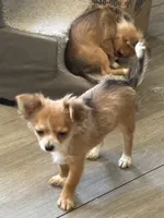 Puppy 1, a female Chihuahua for sale in Mancelona, MI – 2 of 3