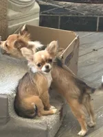 Puppy 2, a female Chihuahua for sale in Mancelona, MI – 3 of 3