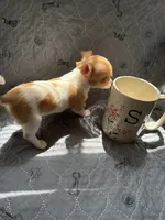 Female, a female Chihuahua for sale in Mancelona, MI – 4 of 5