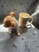 Female, a female Chihuahua for sale in Mancelona, MI – 3 of 5