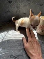 Male, a male Chihuahua for sale in Mancelona, MI – 3 of 4