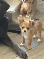 Puppy 1, a female Chihuahua for sale in Mancelona, MI – 1 of 3