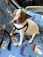 Spot 1, a female Chihuahua for sale in Mancelona, MI – Photo 4 of 5