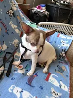 Spot 1, a female Chihuahua for sale in Mancelona, MI – Photo 3 of 5