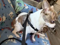 Spot 1, a female Chihuahua for sale in Mancelona, MI – Photo 5 of 5