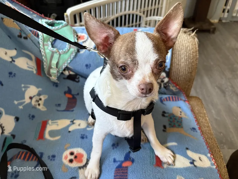 Spot 1 – Chihuahua puppy for sale in Mancelona, MI