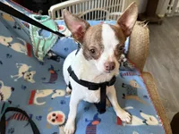 Spot 1, a female Chihuahua for sale in Mancelona, MI – Photo 1 of 5